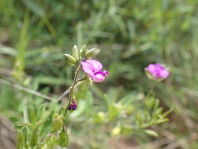 Polygala serpentaria, photographed by Mahomed Desai