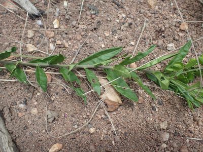 Polygala serpentaria, photographed by Mahomed Desai