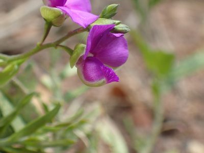 Polygala serpentaria, photographed by Mahomed Desai