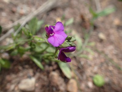 Polygala serpentaria, photographed by Mahomed Desai