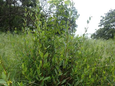 Cryptolepis oblongifolia, photographed by Mahomed Desai