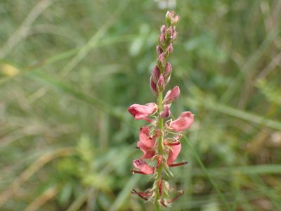 Indigofera williamsonii, photographed by Mahomed Desai