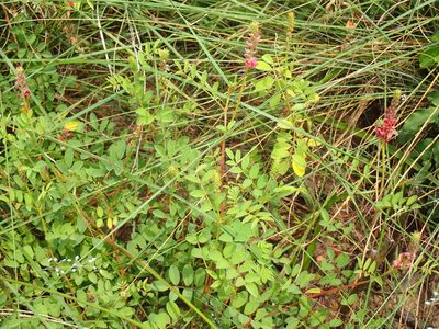 Indigofera williamsonii, photographed by Mahomed Desai