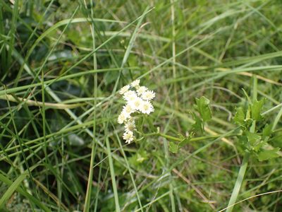 Microglossa mespilifolia, photographed by Mahomed Desai
