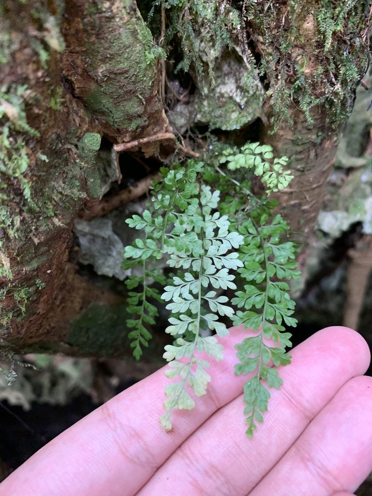 Asplenium verecundum, photographed by Brandon Corder