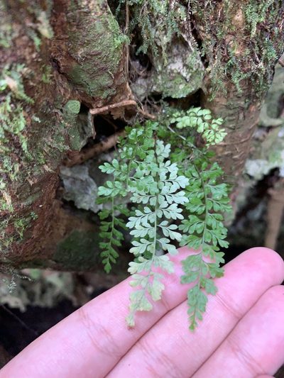 Asplenium verecundum, photographed by Brandon Corder