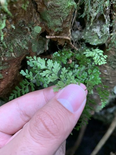 Asplenium verecundum, photographed by Brandon Corder