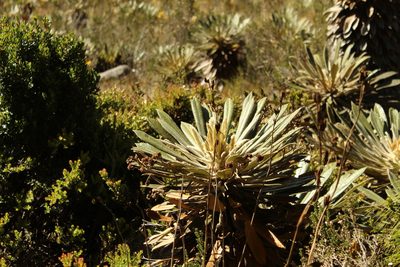 Espeletia guacharaca, photographed by Andrés Ramírez-Barrera