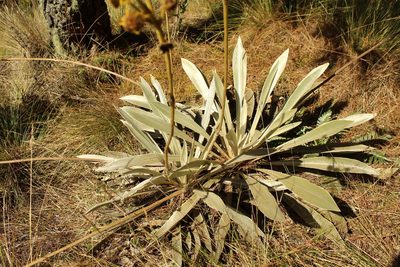 Espeletia boyacensis, photographed by Andrés Ramírez-Barrera