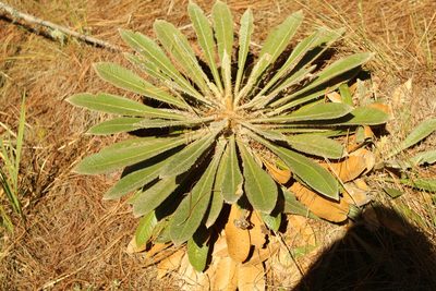 Espeletia guacharaca, photographed by Andrés Ramírez-Barrera