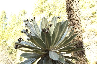 Espeletia incana, photographed by Andrés Ramírez-Barrera