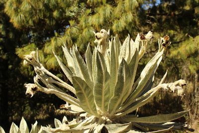 Espeletia incana, photographed by Andrés Ramírez-Barrera