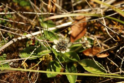 Eryngium humile, photographed by Andrés Ramírez-Barrera