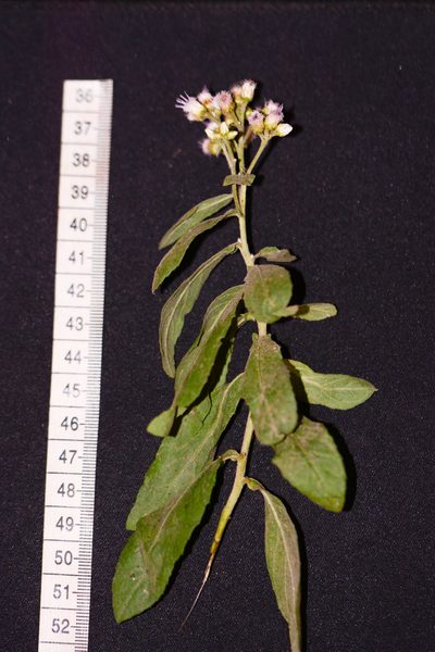 Pluchea tomentosa, photographed by S.MORE