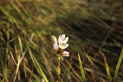 Gentianella corymbosa, photographed by Andrés Ramírez-Barrera