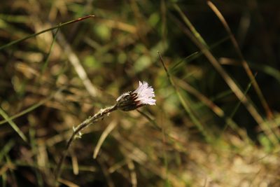Oritrophium peruvianum, photographed by Andrés Ramírez-Barrera