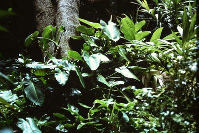 Philodendron brenesii, photographed by Martin Scheuch