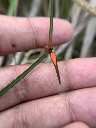 Euphorbia pinetorum, photographed by Brandon Corder