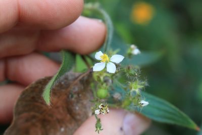 Chaetogastra longifolia, photographed by Jake Rehage