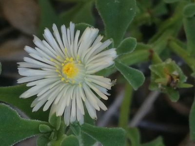 Mesembryanthemum aitonis, photographed by chrishorak