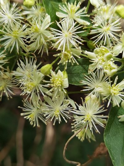 Clematis polygama, photographed by Eduardo Chacón Madrigal