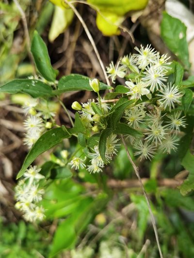 Clematis polygama, photographed by Eduardo Chacón Madrigal