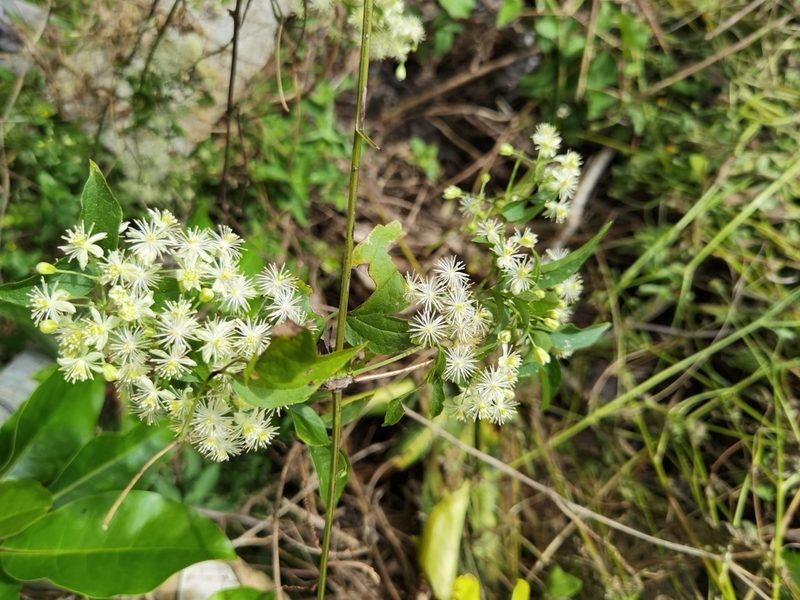Clematis polygama, photographed by Eduardo Chacón Madrigal