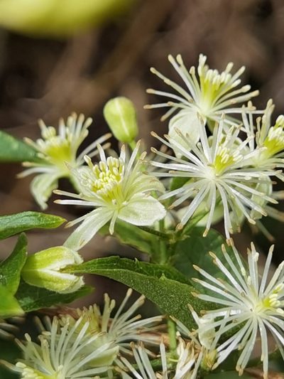 Clematis polygama, photographed by Eduardo Chacón Madrigal