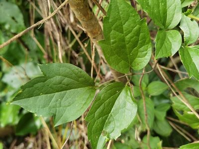 Clematis polygama, photographed by Eduardo Chacón Madrigal