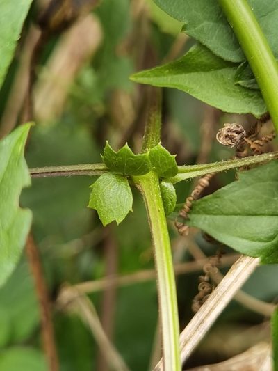 Clematis polygama, photographed by Eduardo Chacón Madrigal