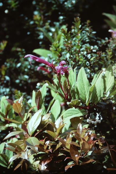 Centropogon gutierrezii, photographed by Martin Scheuch
