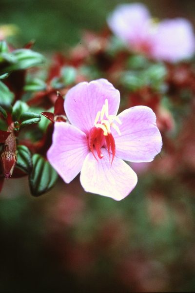 Monochaetum vulcanicum, photographed by Martin Scheuch