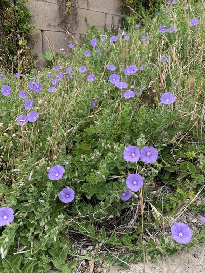 Convolvulus sabatius, photographed by Dave Richardson
