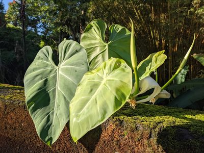 Philodendron hederaceum, photographed by Zoltán Stekkelpak