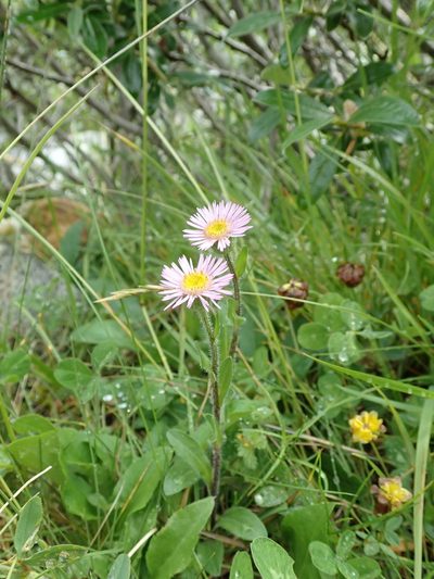 Erigeron alpinus, photographed by Karel Schoonvaere