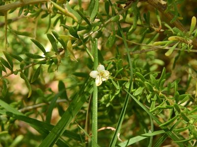 Lycium tenuispinosum, photographed by Guillermo Debandi