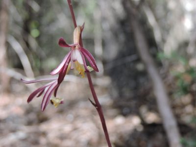 Bletia warnockii, photographed by Sam Kieschnick
