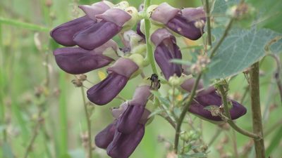 Mucuna pruriens, photographed by maryury