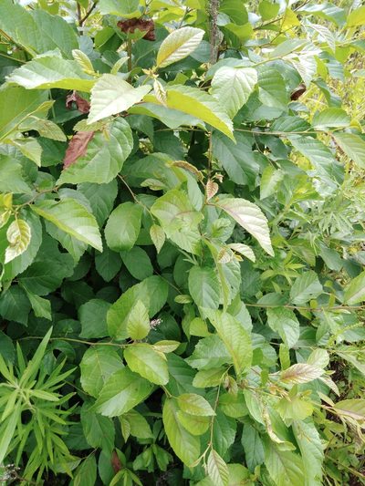 Alnus japonica, photographed by Николай Соболев