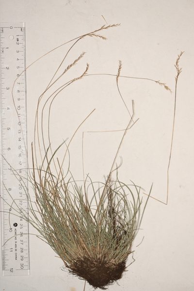 Festuca saximontana, photographed by Allan Harris