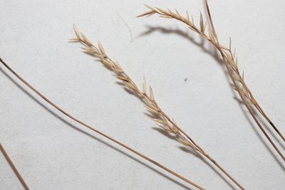 Festuca saximontana, photographed by Allan Harris