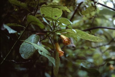 Solenophora calycosa, photographed by Martin Scheuch