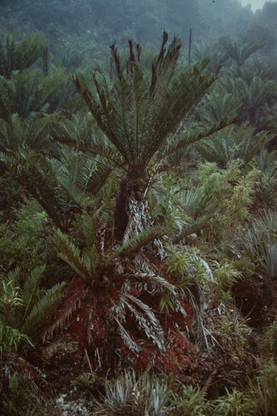 Lomariocycas aurata, photographed by Martin Scheuch