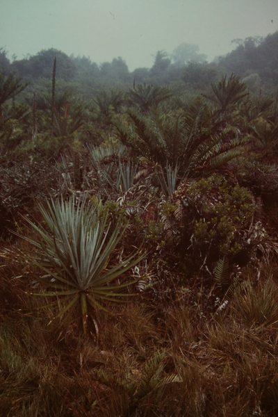 Lomariocycas aurata, photographed by Martin Scheuch