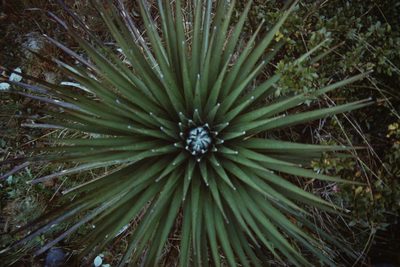 Puya dasylirioides, photographed by Martin Scheuch