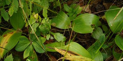Convallaria keiskei, photographed by Николай Соболев