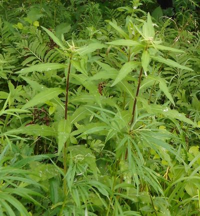 Cirsium vlassovianum, photographed by Николай Соболев