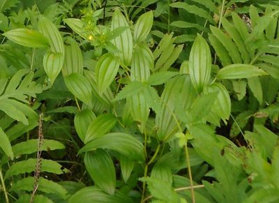 Disporum viridescens, photographed by Николай Соболев