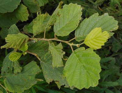 Alnus hirsuta, photographed by Николай Соболев