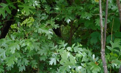 Crataegus pinnatifida, photographed by Николай Соболев